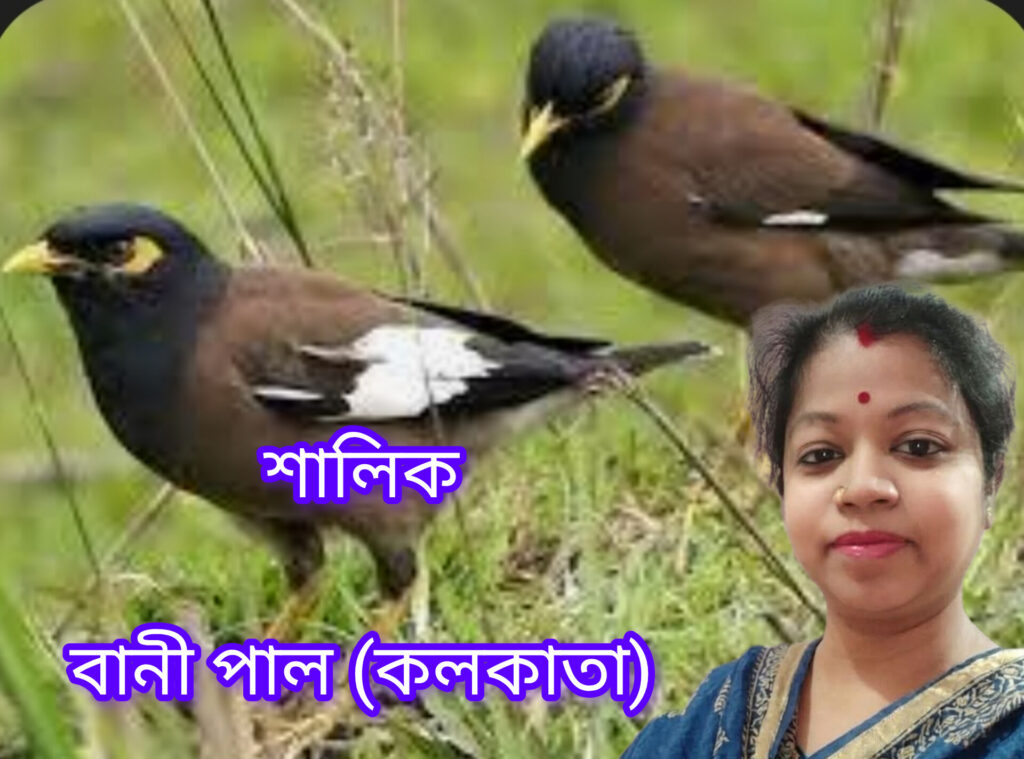 শালিক