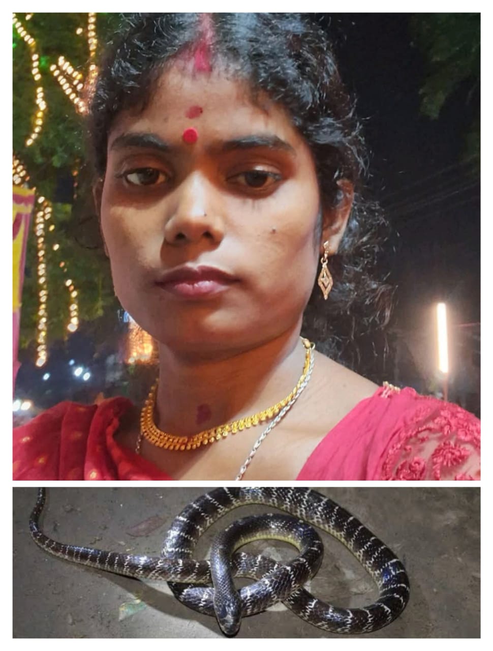 মাইথন ড্যামে গর্ভবতী মহিলাকে বিষাক্ত চিতি সাপের কামড় মাইথন ড্যামে গর্ভবতী মহিলাকে বিষাক্ত চিতি সাপের কামড়