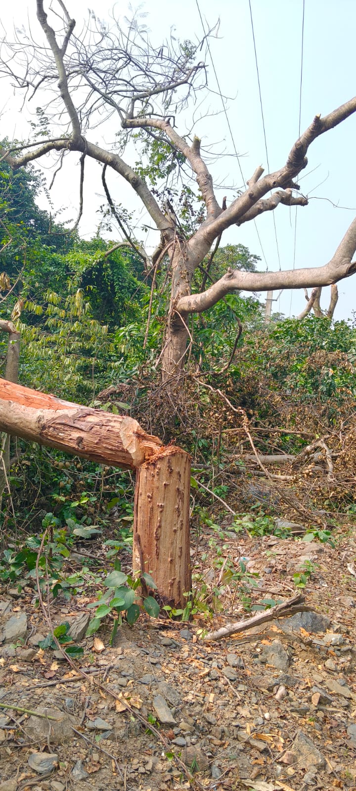 পশ্চিমবঙ্গ বিদ্যুৎ বিভাগের স্বেচ্ছাচারিতা, অনুমতি ছাড়াই  মাইথনে কেটে ফেলা হল কয়েক ডজন গাছ পশ্চিমবঙ্গ বিদ্যুৎ বিভাগের স্বেচ্ছাচারিতা, অনুমতি ছাড়াই  মাইথনে কেটে ফেলা হল কয়েক ডজন গাছ