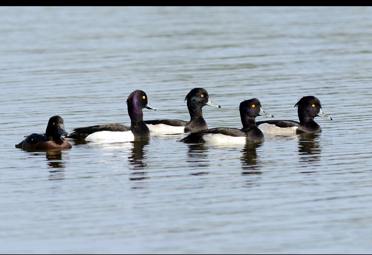 চিত্তরঞ্জনের জলাধারে পক্ষীশুমারিতে উদ্বেগজনক চিত্র, কমছে পরিযায়ী পাখির সংখ্যা