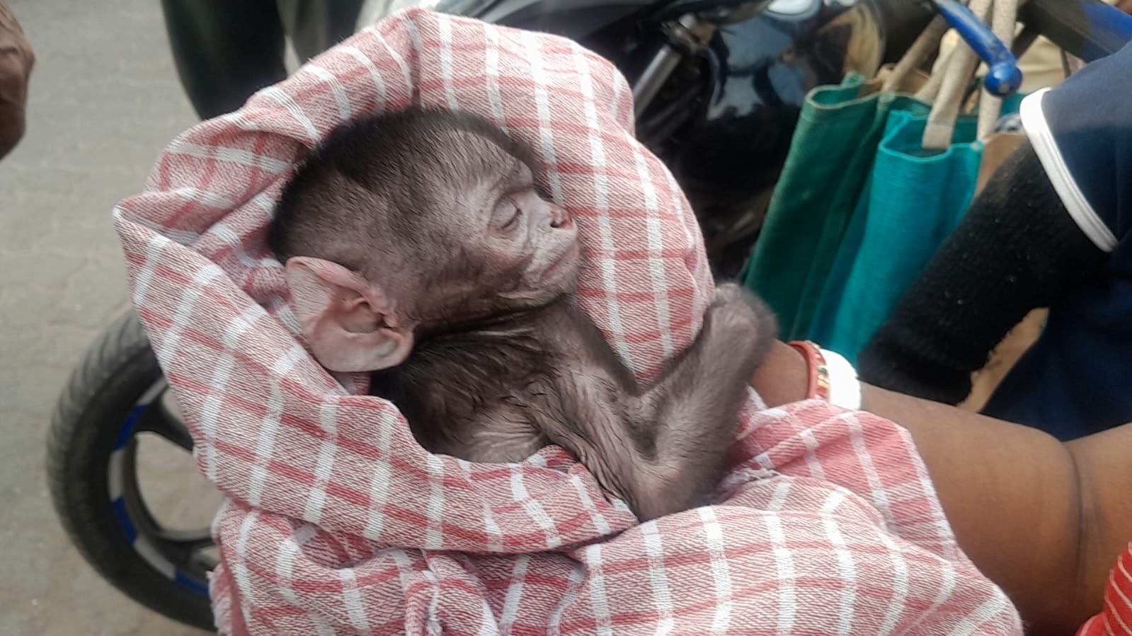 বানরের দলছুট এক বাচ্চাকে দুধ খাওয়ানো, মানবতার এক অনন্য নজির গড়লেন এক মহিলা