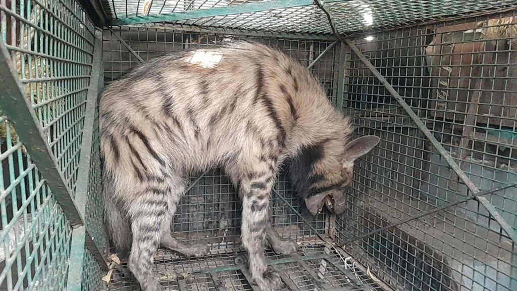 চুরুলিয়ায় হায়নার আতঙ্ক 