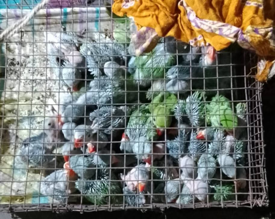 আসানসোল স্টেশনে মধ্যরাতে ট্রেন থেকে উদ্ধার ৬০০ টি টিয়া পাখির ছানা, বড় সর চোরাচালান চক্র ফাঁস